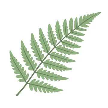 Fern Leaf Illustration Vector Template Stock Illustration