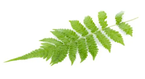 Fern leaf isolated on white background 写真素材