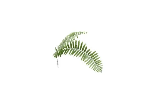 Fern leaf isolated on white background Stock Photos