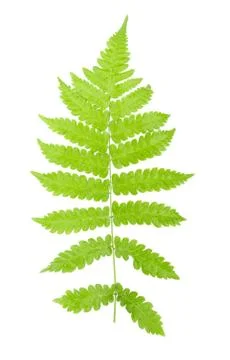 Fern leaf isolated on white background Stock Photos