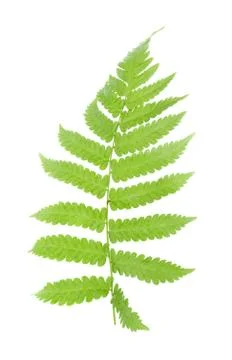 Fern leaf isolated on white background Stock Photos