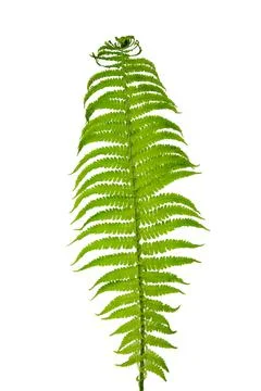 Fern leaf isolated on white background. Stock Photos