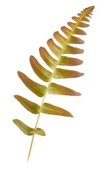 Fern leaf isolated on white background Stock Photos
