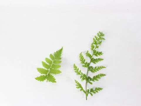 Fern leaf isolated on white background Stock Photos
