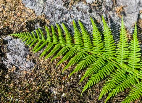 Fern leaf on a large boulder. Stock Photos