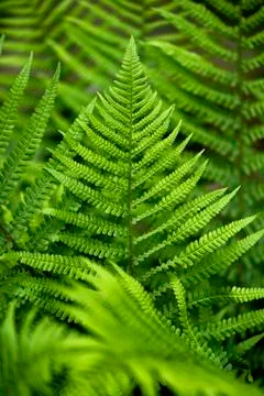 Fern leaf in late spring Stock Photos