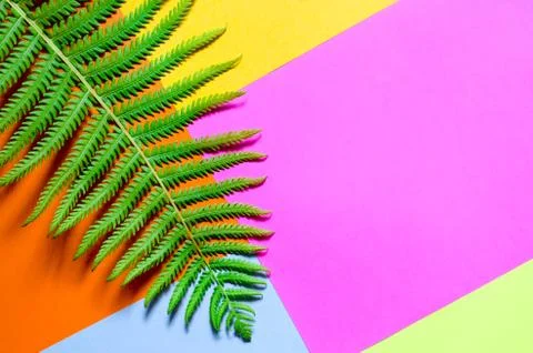 A fern leaf lies on a multi-colored background of sheets of paper. Stock Photos