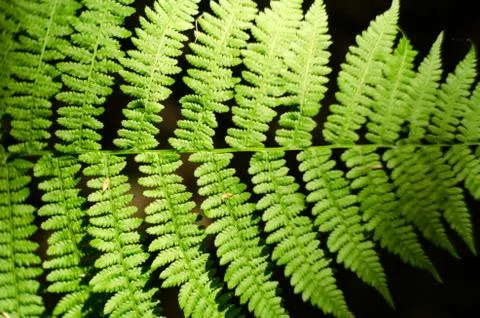 Fern leaf with light in the middle isolated on black background. Stock Photos