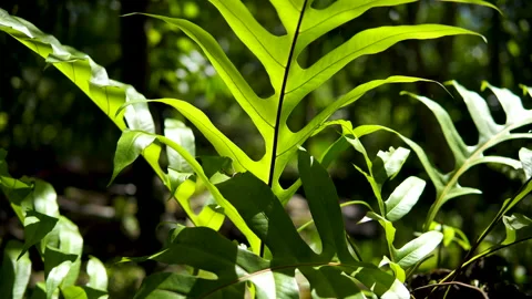 Fern leaf, Malaysia Stock Footage 130883867