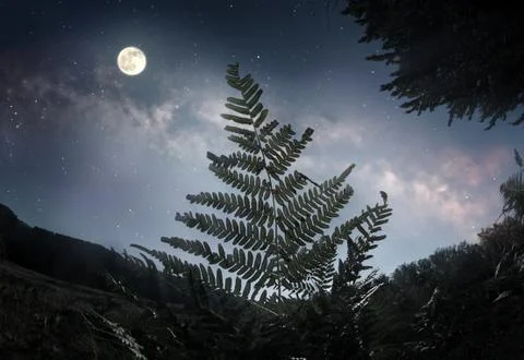 Fern leaf in the moonlight 스톡 사진