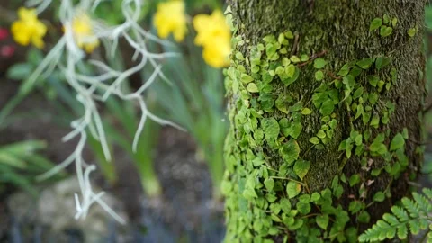 Fern leaf, moss and tree bark in forest, California USA. Springtime morning Stock Footage 155979288