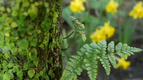 Fern leaf, moss and tree bark in forest, California USA. Springtime morning Stock Footage 167816654
