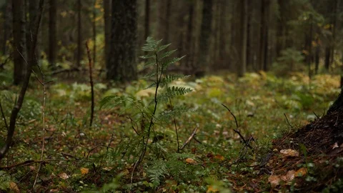 Fern leaf moves in the wind, large drops fall from trees. Undergrowth of autumn 库存影片 86156047