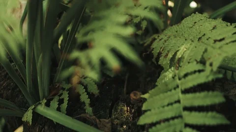 Fern leaf natural backdrop Stock Footage 78496786