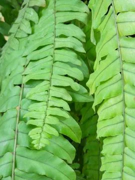 Fern leaf pattern closeup for natural background textures. Stock Photos