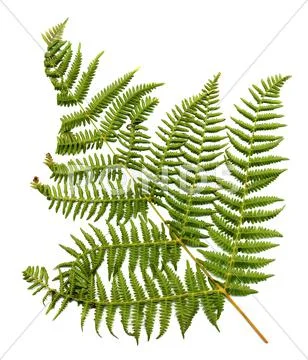 Fern leaf Stock Photos