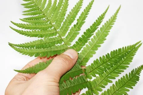Fern leaf Foto stock