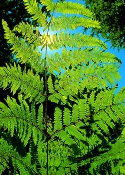 Fern leaf Stockfoto's