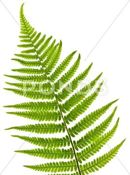 Fern leaf Stock Photos