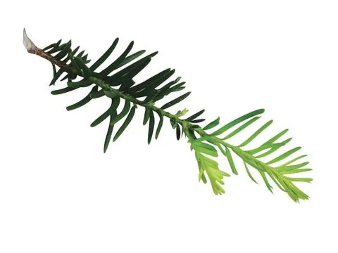 Fern leaf Stock Photos