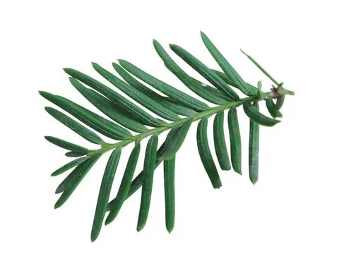 Fern leaf 写真素材