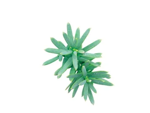 Fern leaf Stock Photos