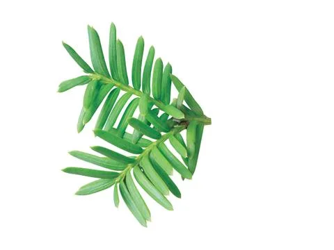 Fern leaf Stock Photos