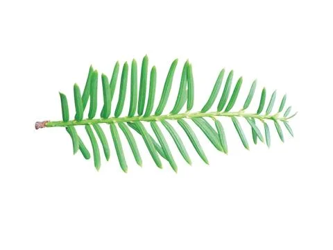 Fern leaf 写真素材