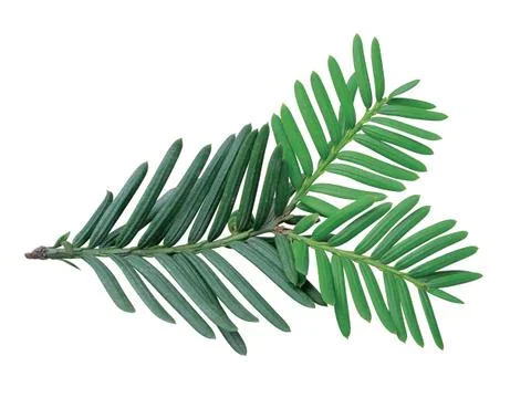 Fern leaf Stock Photos