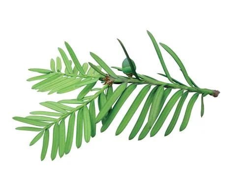 Fern leaf Stock Photos