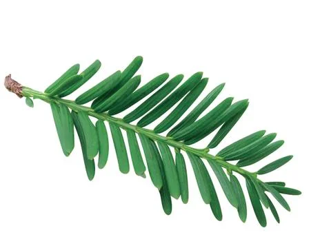 Fern leaf Stock Photos
