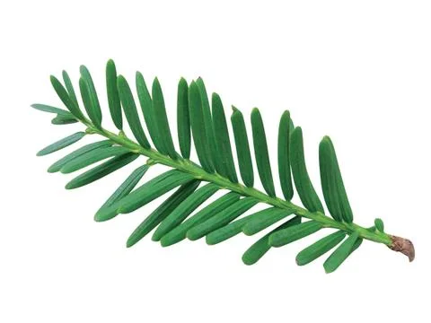 Fern leaf Stock Photos