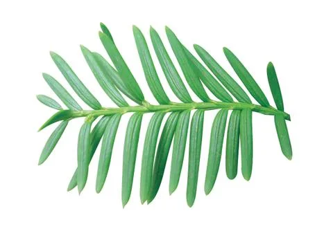 Fern leaf Fotos de archivo