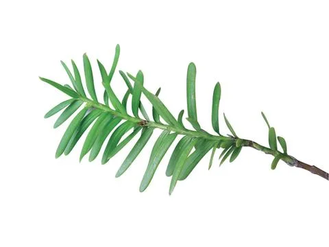 Fern leaf Stock Photos