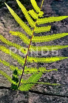 Fern leaf Stock Photos