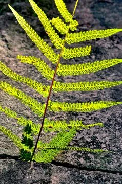 Fern leaf Stock Photos