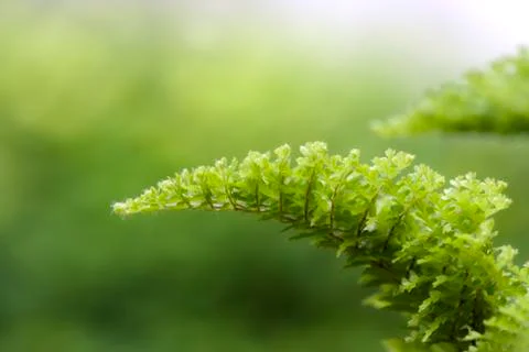 Fern leaf Foto stock