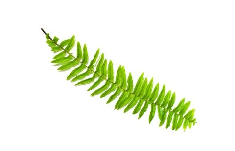 Fern leaf Stock Photos