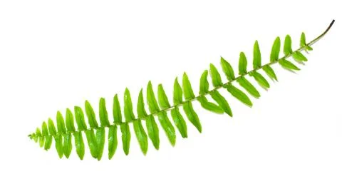 Fern leaf Stock Photos