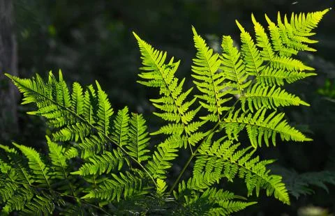 Fern leaf Stock Photos