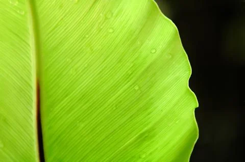 Fern leaf Stockfoto's