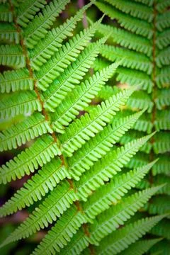 Fern leaf Stock Photos