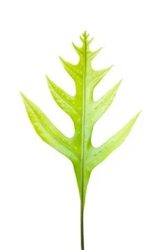 Fern leaf Stock Photos