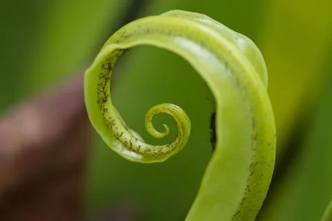Fern leaf Stock Photos