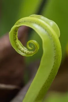 Fern leaf Stock Photos