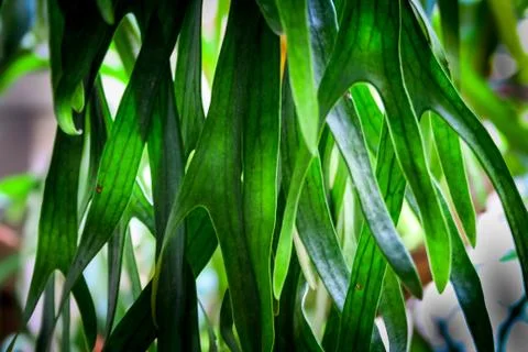 Fern Leaf Stock Photos