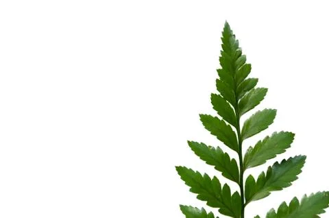 Fern leaf Stock Photos