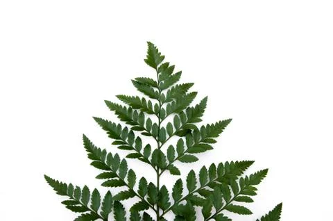 Fern leaf Stock Photos