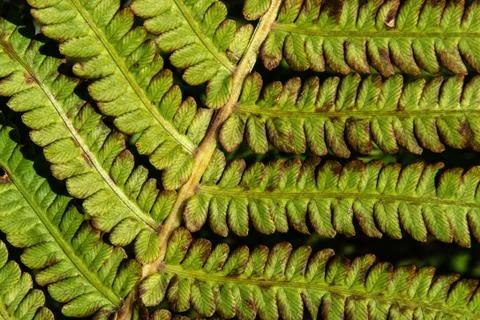 Fern leaf Stock Photos
