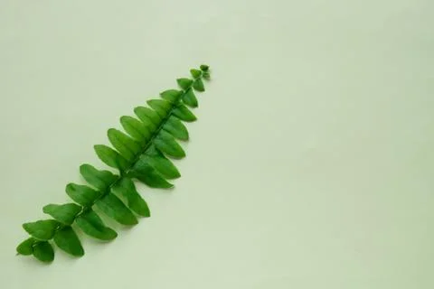 Fern leaf Stock Photos